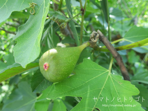 昼さんぽ (5/24)_e0394031_07163116.jpg
