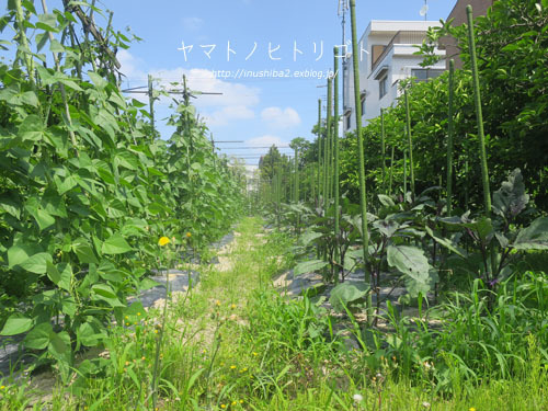 昼さんぽ (5/24)_e0394031_07163982.jpg