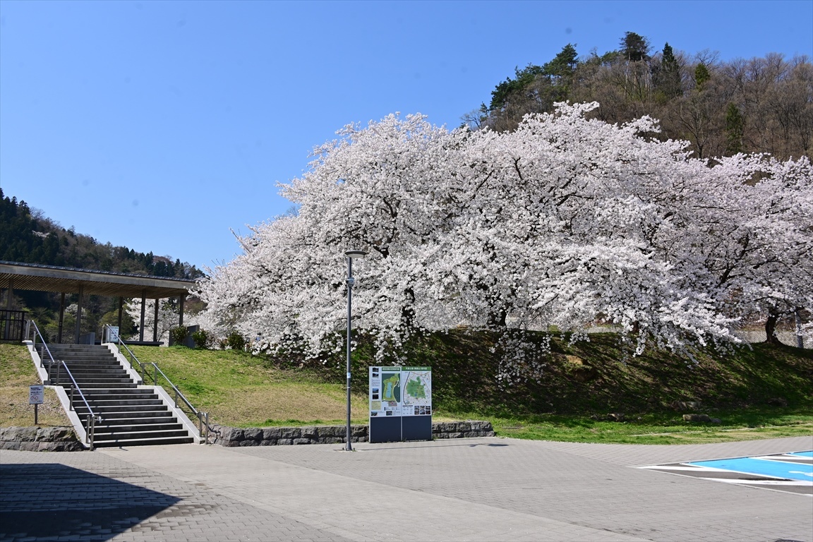 22 桜 天童公園 Tax Accountant Office ソフトボールブログ