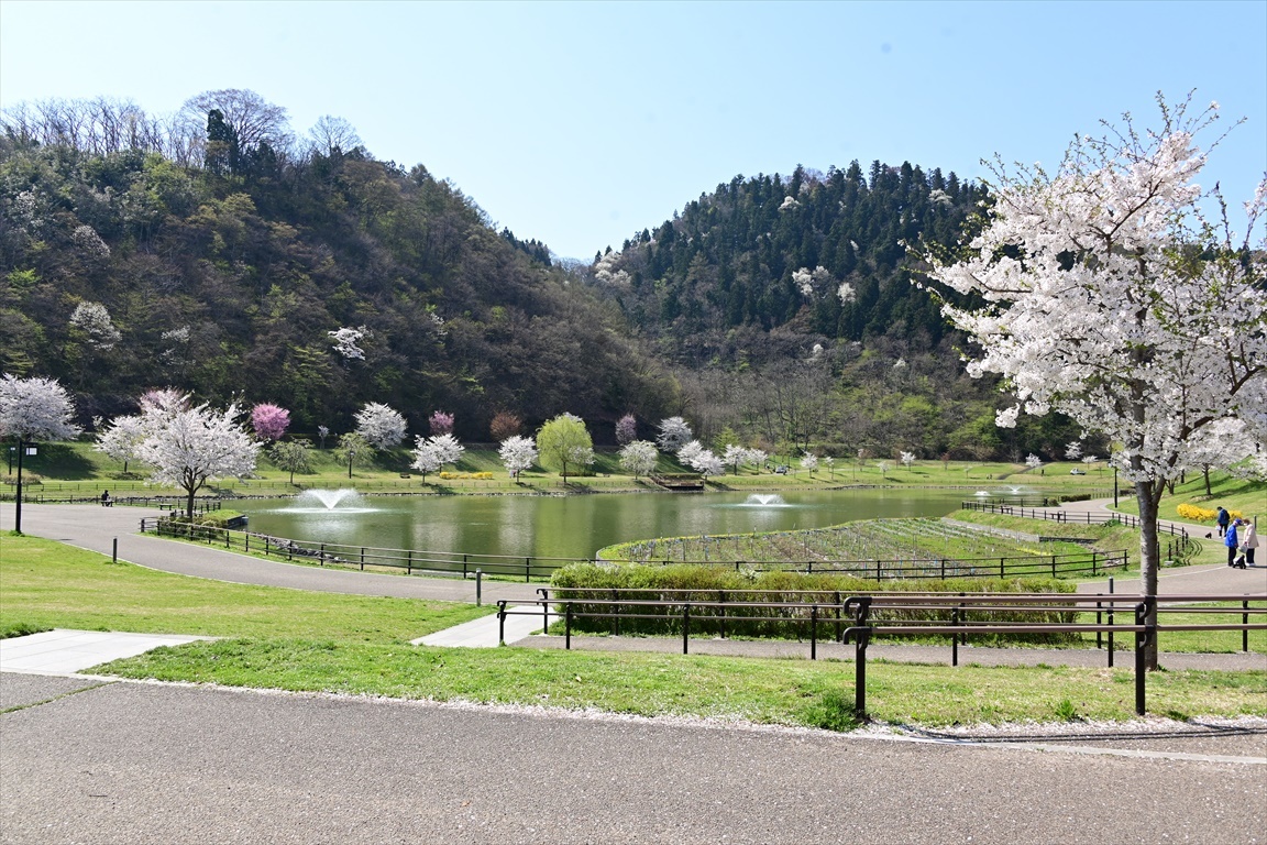 22 桜 天童公園 Tax Accountant Office ソフトボールブログ