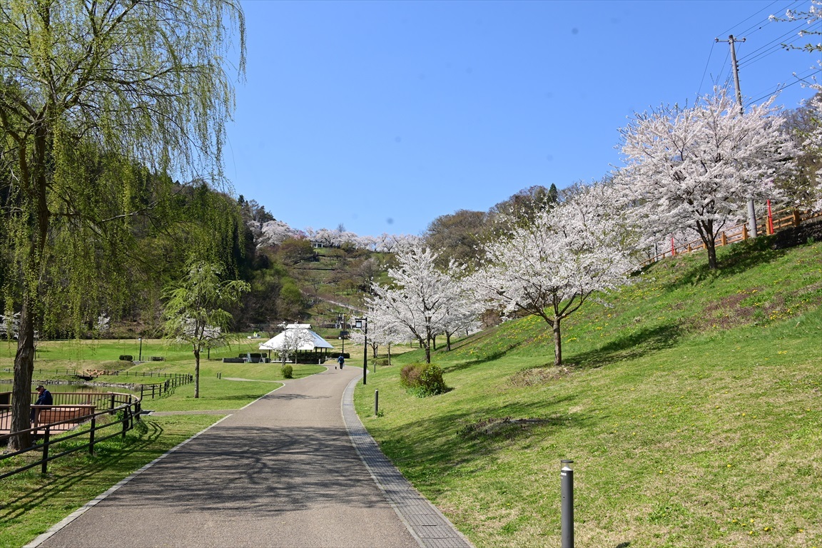 22 桜 天童公園 Tax Accountant Office ソフトボールブログ