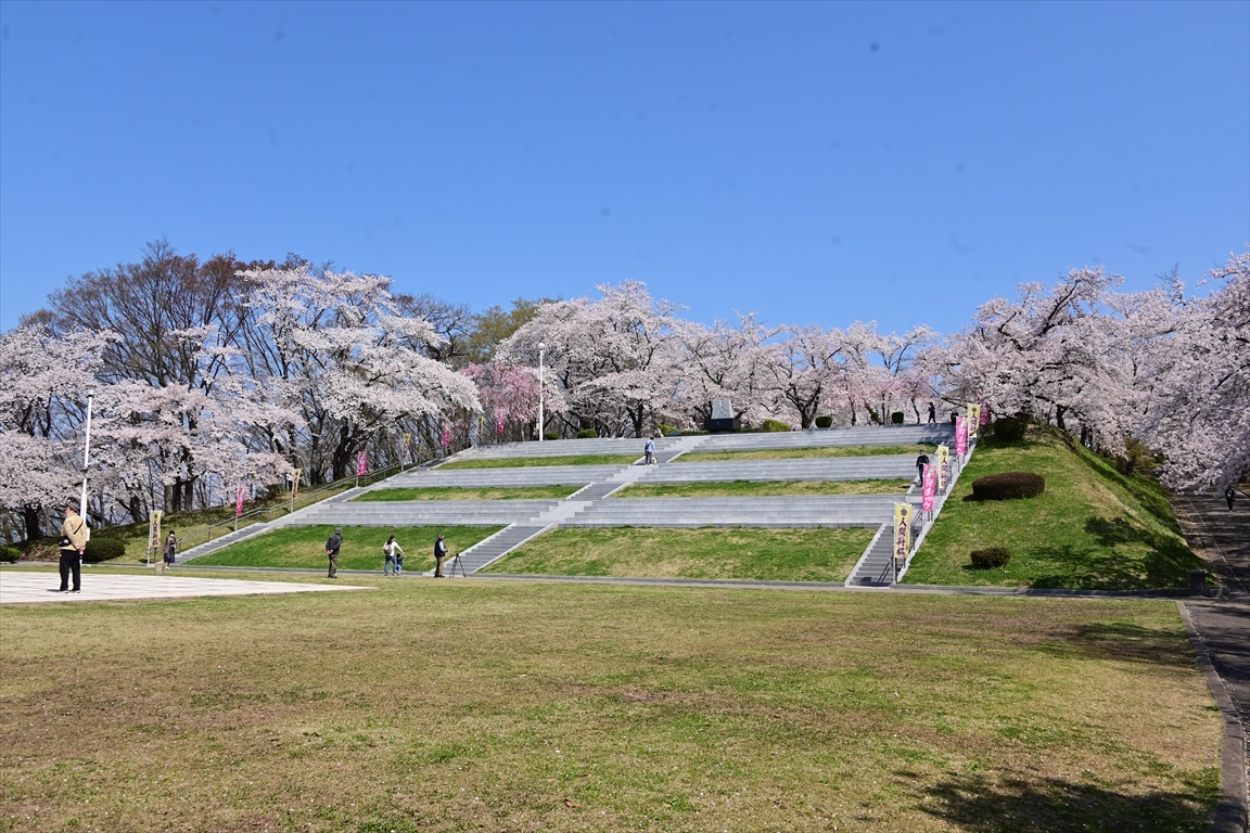 22 桜 天童公園 Tax Accountant Office ソフトボールブログ