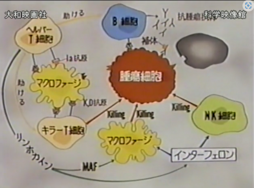 先行配信のお知らせ「驚異の生体防御-インターフェロンとガン」_b0115553_17483616.png