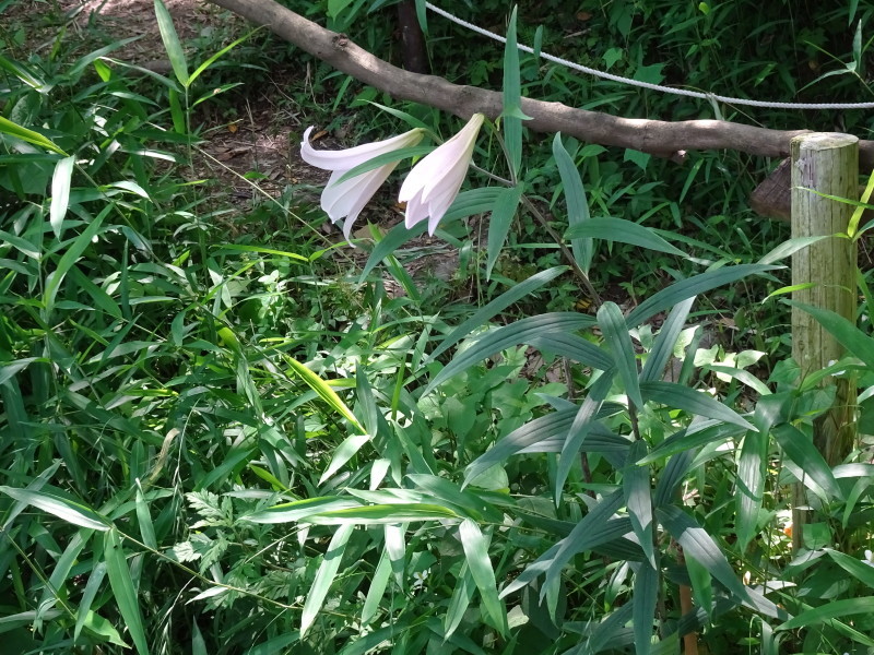 うみべの森「ササユリ便り」⑫_c0108460_17260141.jpg