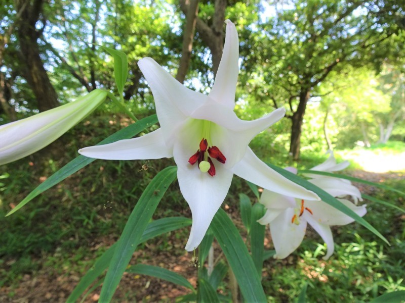 うみべの森「ササユリ便り」⑫_c0108460_17324649.jpg