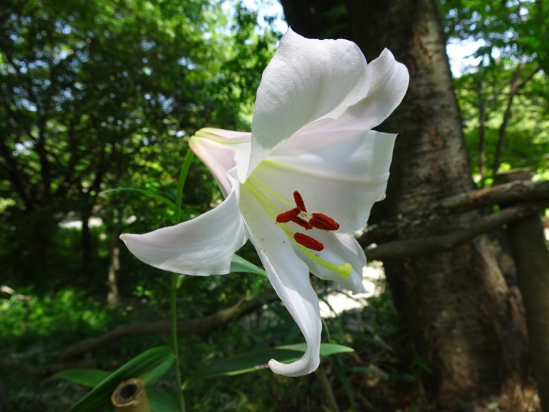 うみべの森「ササユリ便り」⑫_c0108460_17332920.jpg