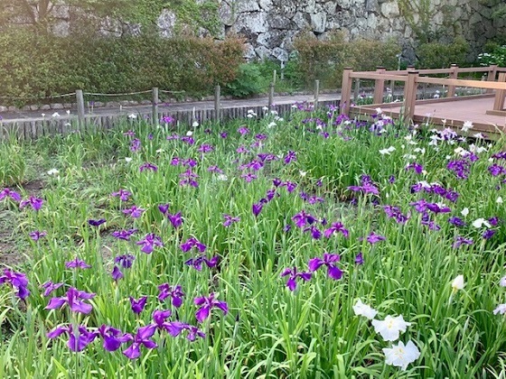 福岡城跡、見頃の花菖蒲_b0417181_22024948.jpg