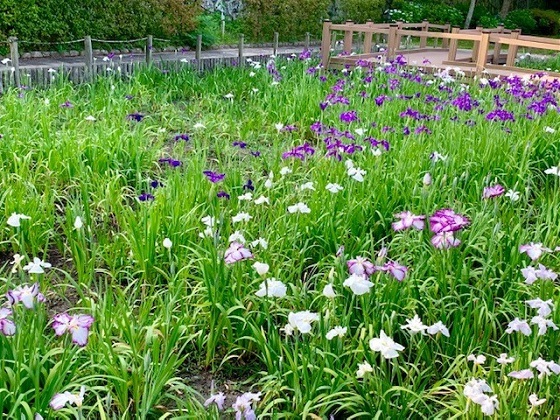 福岡城跡、見頃の花菖蒲_b0417181_22043356.jpg