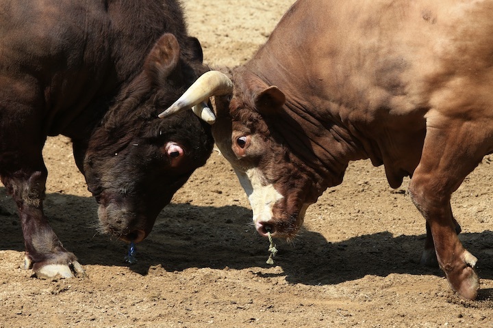 5/22 山古志闘牛 龍勢-新宅赤パンダ 後編_b0016600_23592505.jpeg