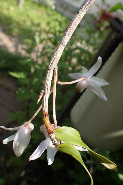 s*p様 山野草 セッコク (希少！ 沖縄県産 キバナノセッコク黄花) 山野草 セッコク (希少！ 沖縄県産 キバナノセッコク黄花