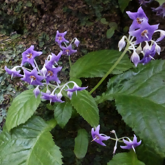 39回目のお茶のお稽古_c0195909_15442785.jpg