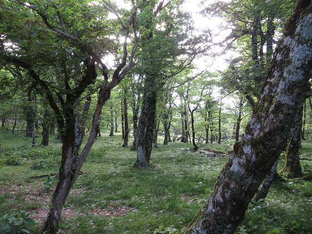 標高1300mの谷水の苔の中に住む様々な微生物　5/28　【奈良県】_d0387443_11121942.jpg