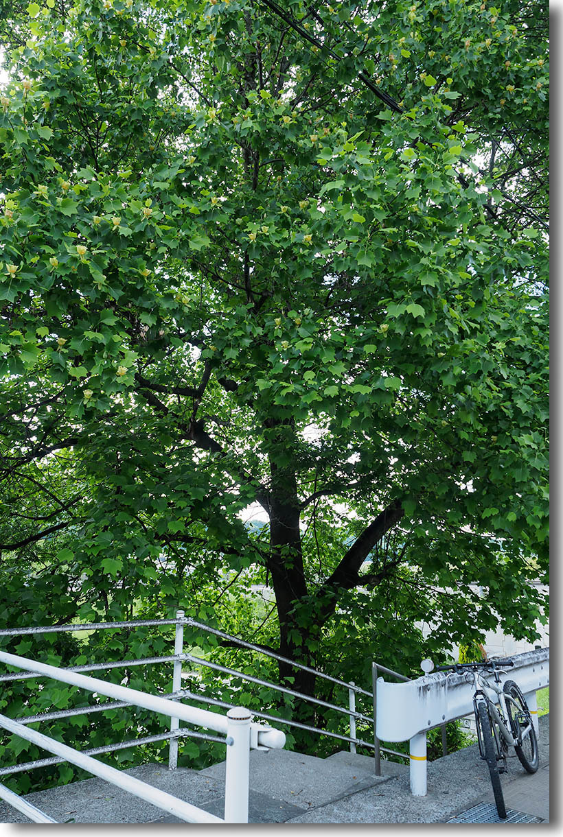 チューリップの木‥　　　　　　ユリノキ (ハンテンボク)_e0070545_01050096.jpg