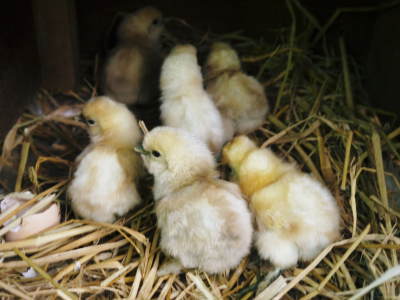 『烏骨鶏のタマゴ』熊本県菊池水源で育った烏骨鶏の朝採りの新鮮タマゴ!数量限定で販売中! _a0254656_19521098.jpg