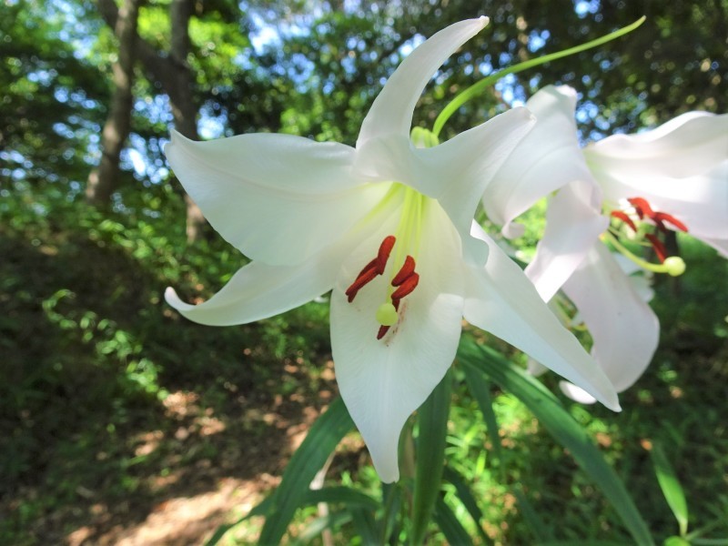 うみべの森「ササユリ便り」⑬_c0108460_19550367.jpg