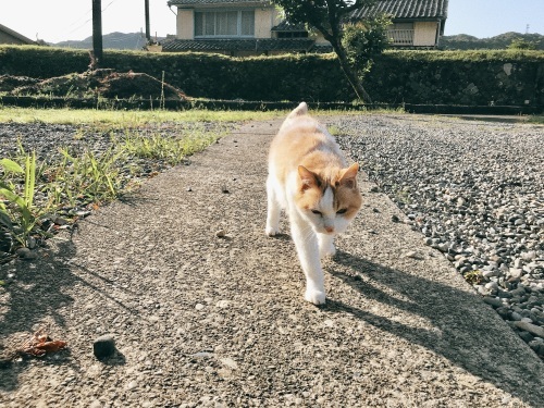 夏子の発作_f0054677_10173084.jpg