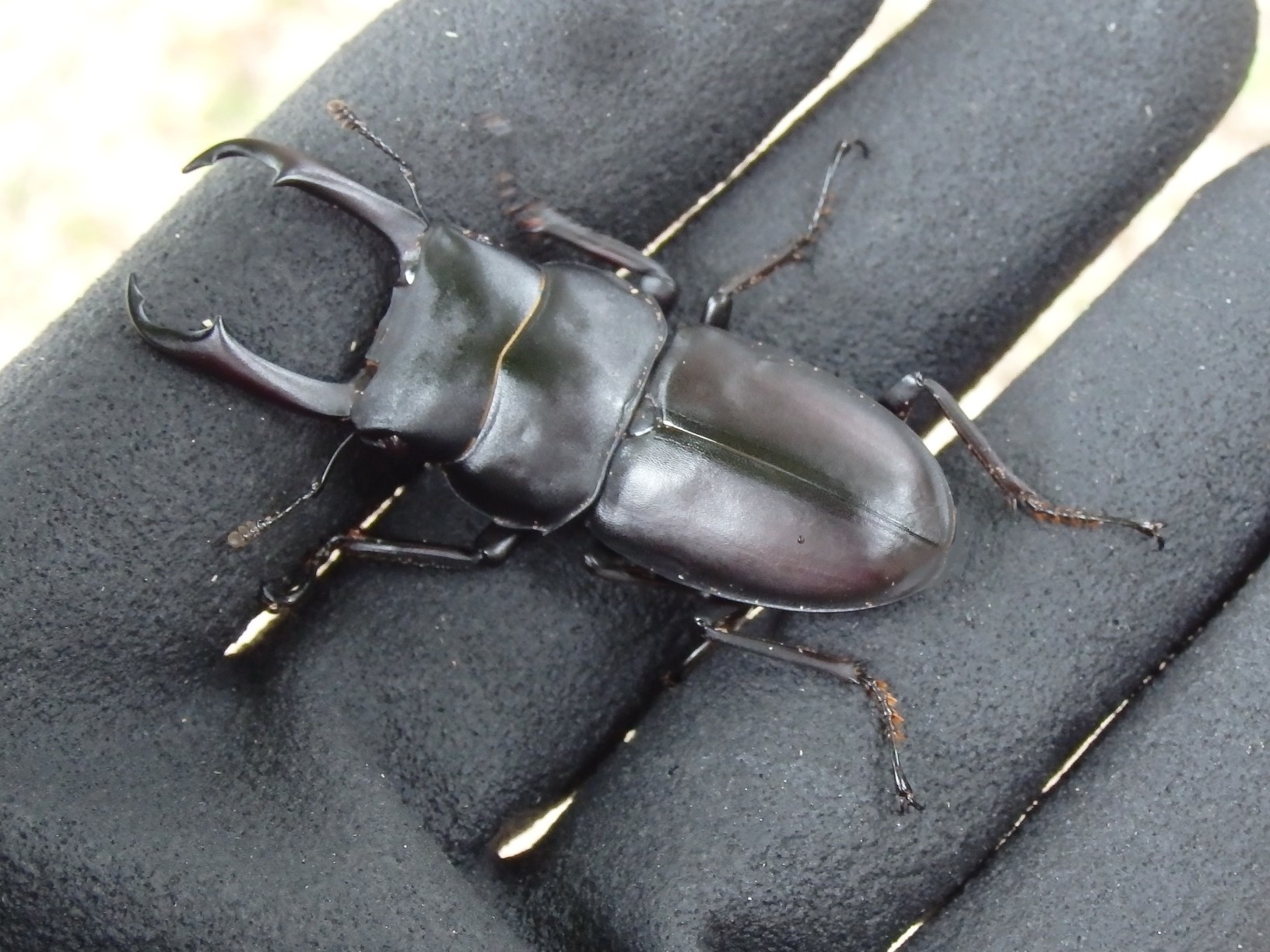 樹液の醍醐味は大型採集 500匹に1匹の激レアサイズ 超大型のコクワガタが採れた Youtube くわがた散歩道