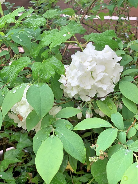 5月の庭_d0249193_20404404.jpg