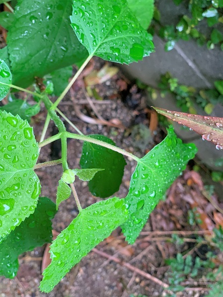5月の庭_d0249193_20404488.jpg