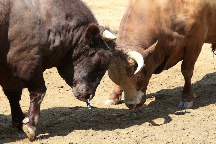 5/22 山古志闘牛 龍勢-新宅赤パンダ 後編_b0016600_00000648.jpeg