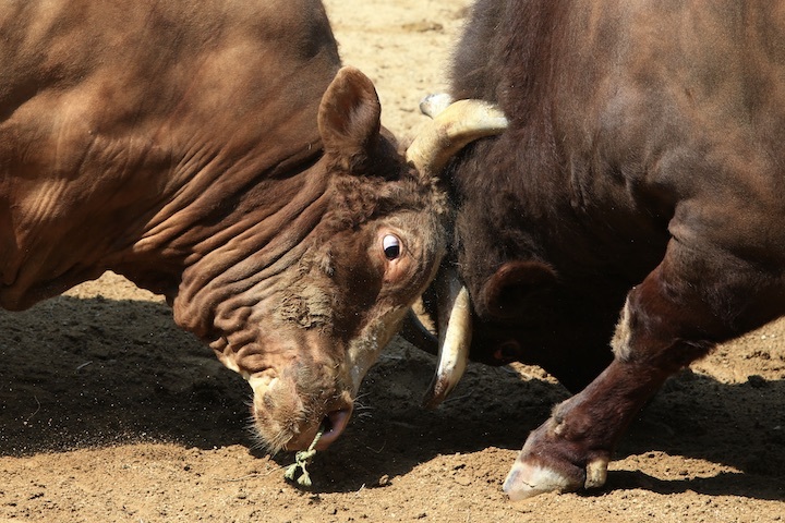 5/22 山古志闘牛 龍勢-新宅赤パンダ 後編_b0016600_00010846.jpeg
