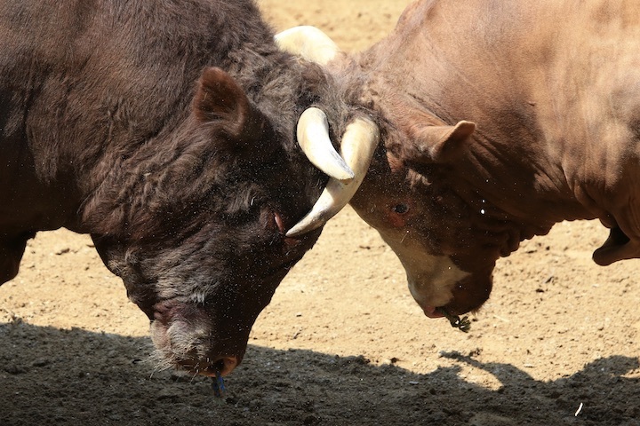 5/22 山古志闘牛 龍勢-新宅赤パンダ 後編_b0016600_00020581.jpeg
