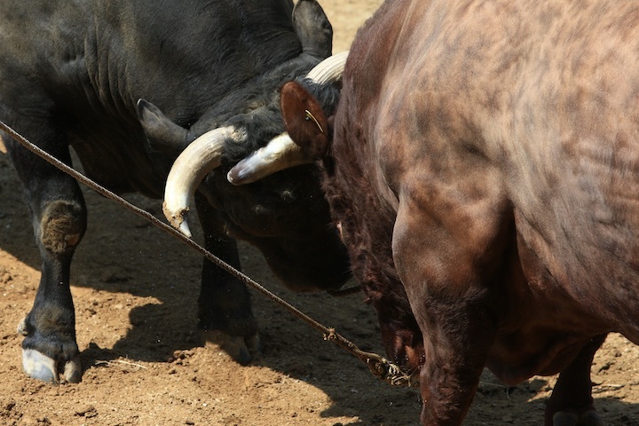 5/22 山古志闘牛 PHOENIX-闘龍_b0016600_21461220.jpeg