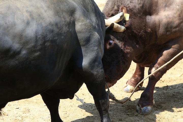 5/22 山古志闘牛 PHOENIX-闘龍_b0016600_21463146.jpeg