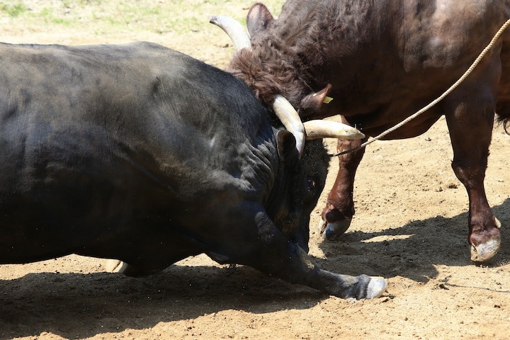 5/22 山古志闘牛 PHOENIX-闘龍_b0016600_21471181.jpeg