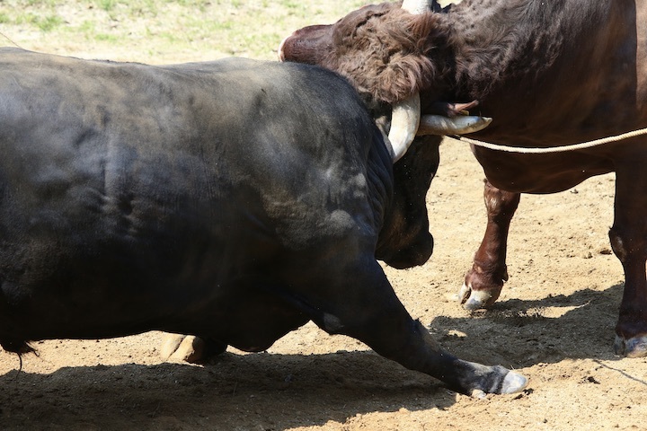 5/22 山古志闘牛 PHOENIX-闘龍_b0016600_21473432.jpeg