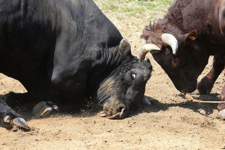 5/22 山古志闘牛 PHOENIX-闘龍_b0016600_21475012.jpeg