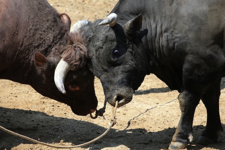 5/22 山古志闘牛 PHOENIX-闘龍_b0016600_21484413.jpeg