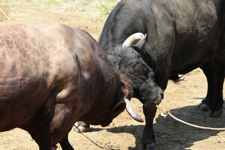 5/22 山古志闘牛 PHOENIX-闘龍_b0016600_21490440.jpeg