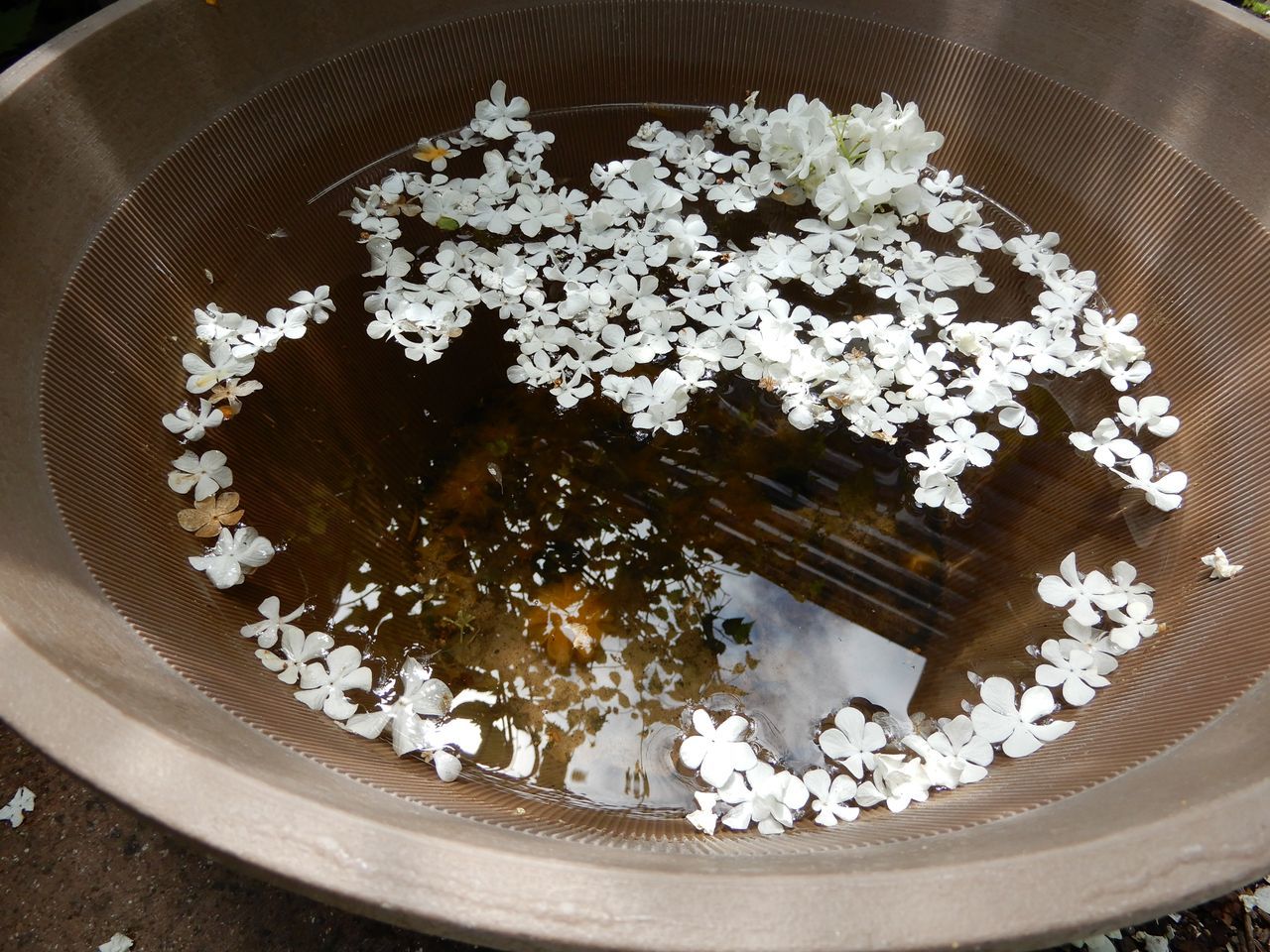 このところで最も寒いかもという日、ヤコウタケの栽培を開始しました_c0025115_22214767.jpg