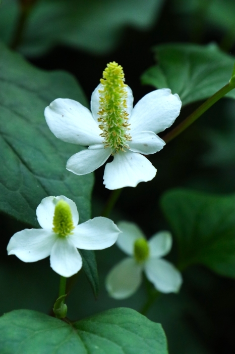 ドクダミの花 さいたま日記