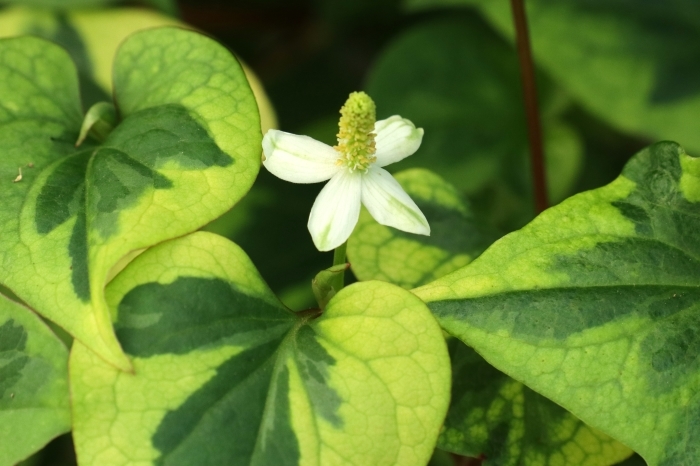 ドクダミの花 さいたま日記