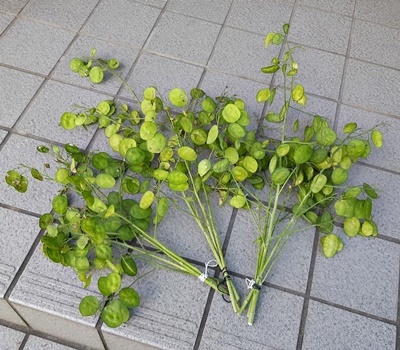 ルナリア 刈り取りました_f0129726_21113462.jpg