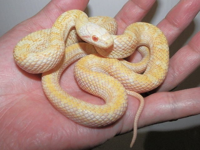 新しいカメラとの、新しい生き方_b0174337_01152746.jpg