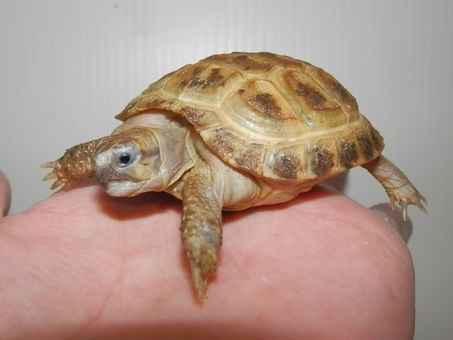 新しいカメラとの、新しい生き方_b0174337_01193447.jpg