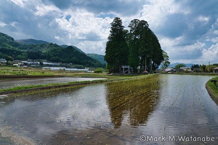 水田と神社-5_e0135098_06180331.jpg