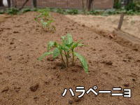 じゃがいも収穫後の畝に速攻で枝豆とハラペーニョを植え付け_e0107304_21440143.jpg