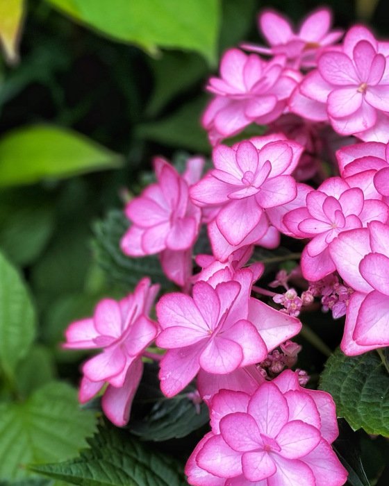 紫陽花_e0108604_10403830.jpg