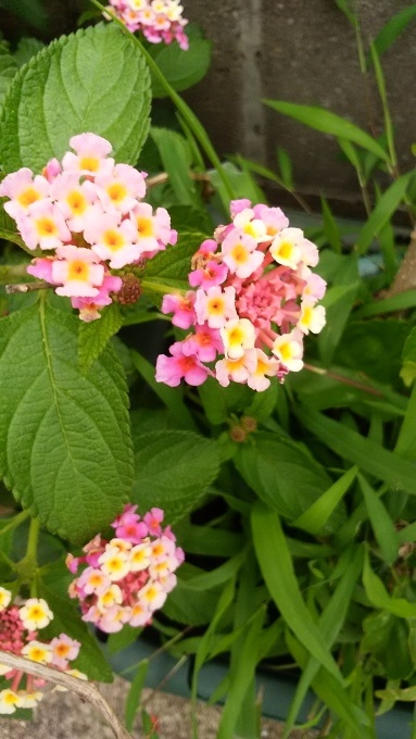 6月5日（日）晴れ。午後4時すぎ、駅から帰って、わが家の庭に夏が花たちとやってきていることに気が付いた。_d0049909_16083607.jpg