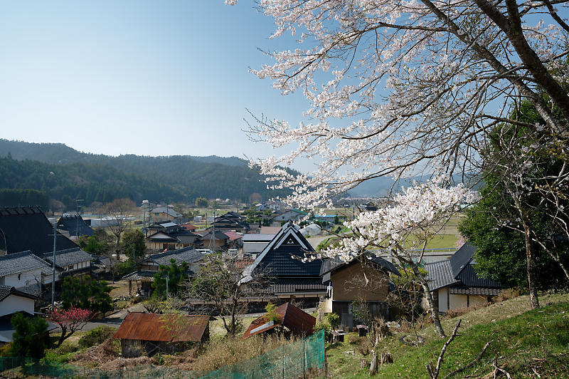 2022年京都の桜巡り@京北 八幡宮社&上中公民館_f0032011_10485025.jpg