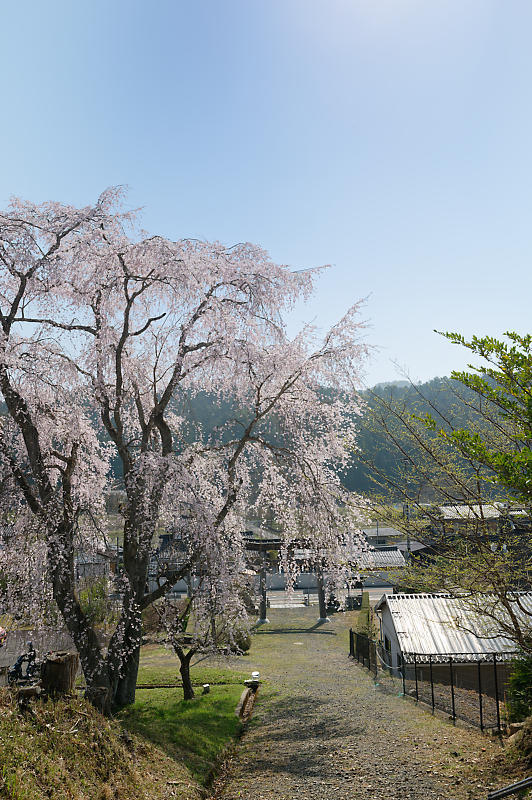 2022年京都の桜巡り@京北 八幡宮社&上中公民館_f0032011_10485041.jpg