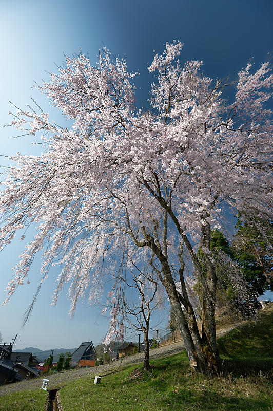 2022年京都の桜巡り@京北 八幡宮社&上中公民館_f0032011_10485086.jpg