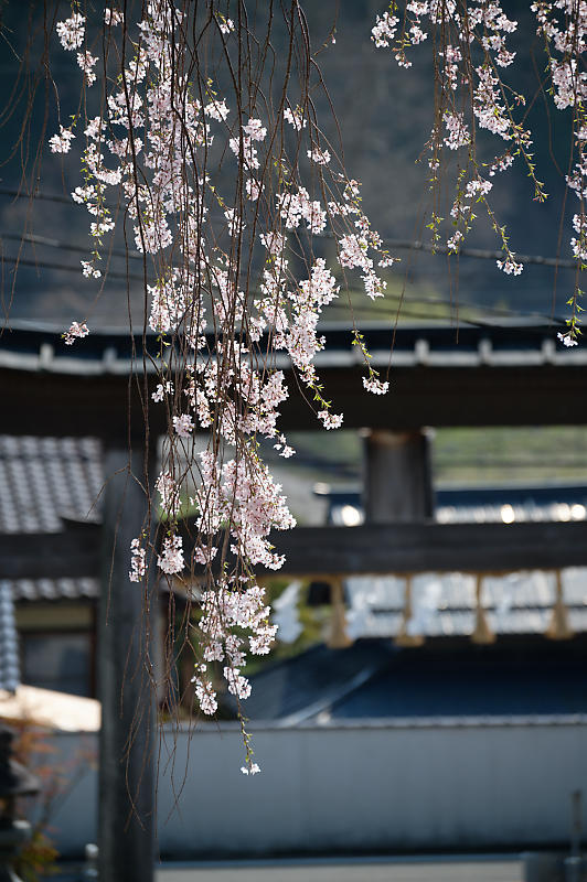2022年京都の桜巡り@京北 八幡宮社&上中公民館_f0032011_10485122.jpg