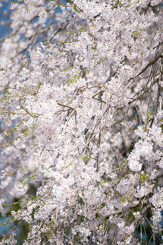 2022年京都の桜巡り@京北 八幡宮社&上中公民館_f0032011_10485158.jpg