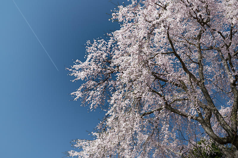 2022年京都の桜巡り@京北 八幡宮社&上中公民館_f0032011_10485173.jpg