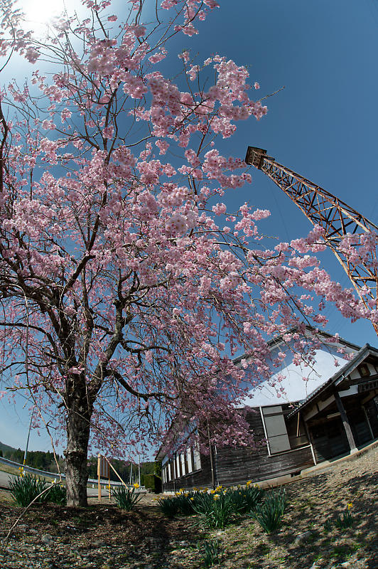 2022年京都の桜巡り@京北 八幡宮社&上中公民館_f0032011_10503122.jpg
